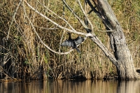 66884 Phalacrocorax pygmeus (Marangone minore)